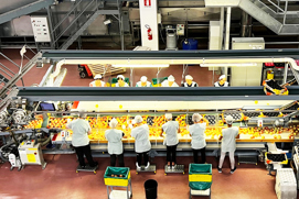 Rivoira workers packing apples
