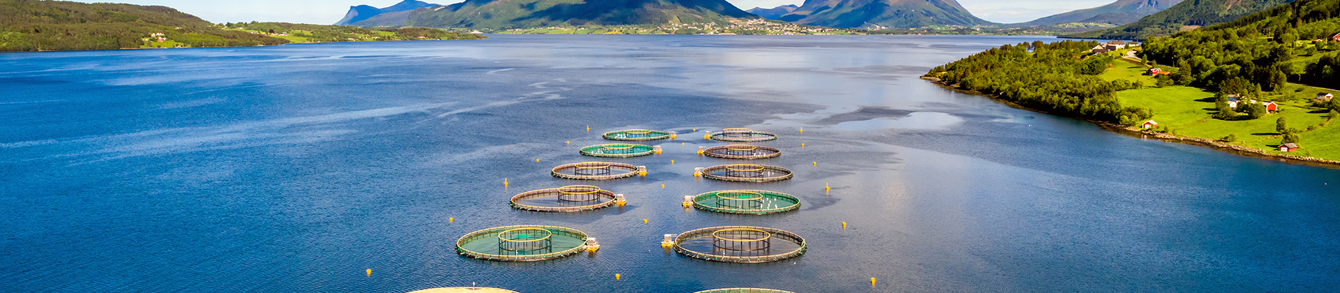 Farmed salmon