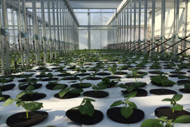 NorStar specifies reliable Danfoss pumps to power innovative aeroponic irrigation system