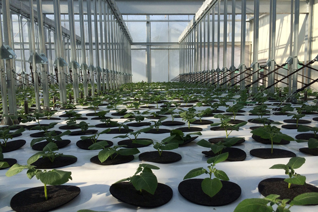 NorStar specifies reliable Danfoss pumps to power innovative aeroponic irrigation system