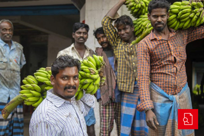 Farmers at the banana farm