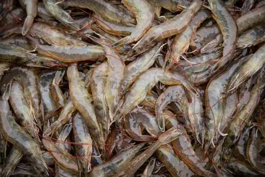 Shrimp farm